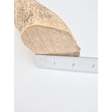 Boxwood - Medium Size diameter from the tree [Clearance]