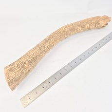 Boxwood - Medium Size diameter from the tree [Clearance]